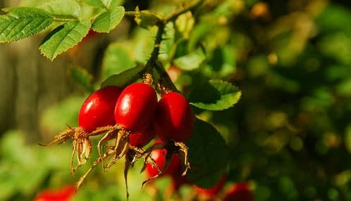 Fruto Rosa Mosqueta