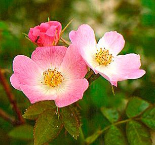 Flor rosa mosqueta