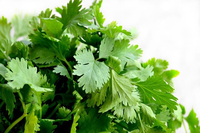 cilantro aromaterapia