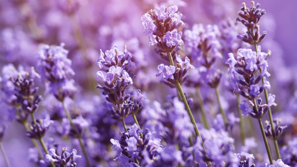 lavanda