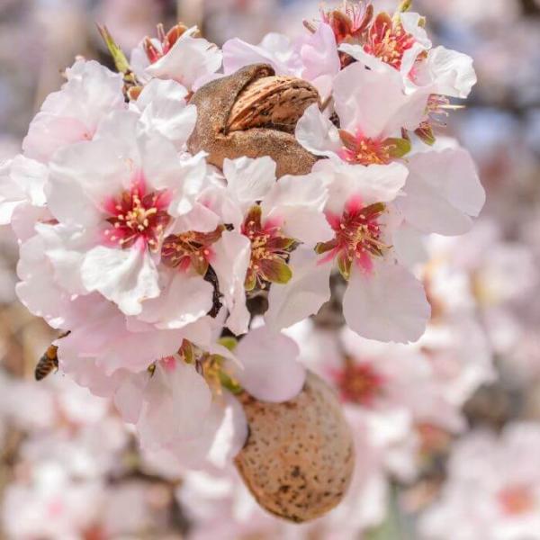 Aceite de almendras dulces