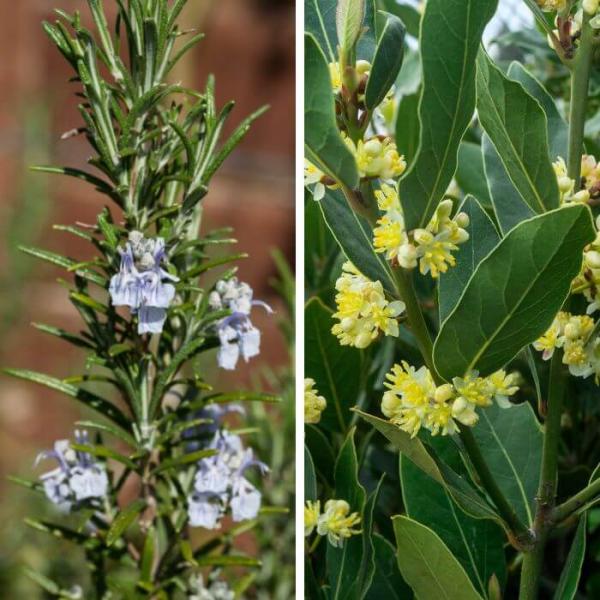 Aceite muscular con romero y laurel