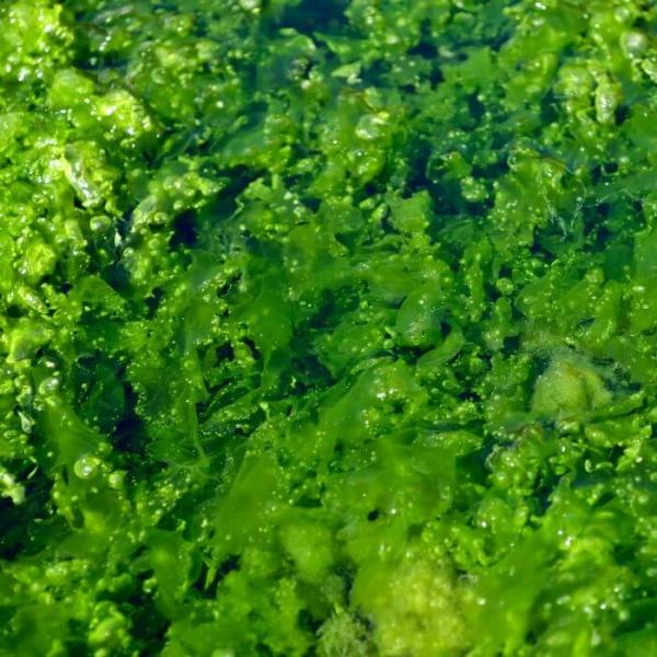 Extracto de algas