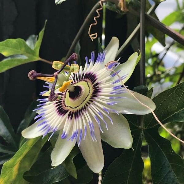 Extracto de Passiflora