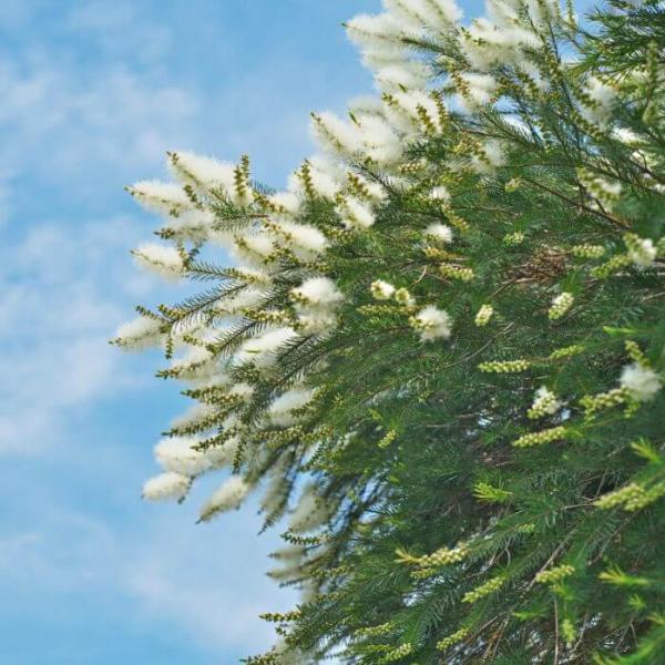 Aceite Esencial de Árbol del té