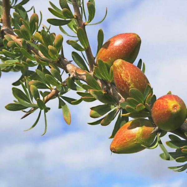 Aceite Esencial de Argán