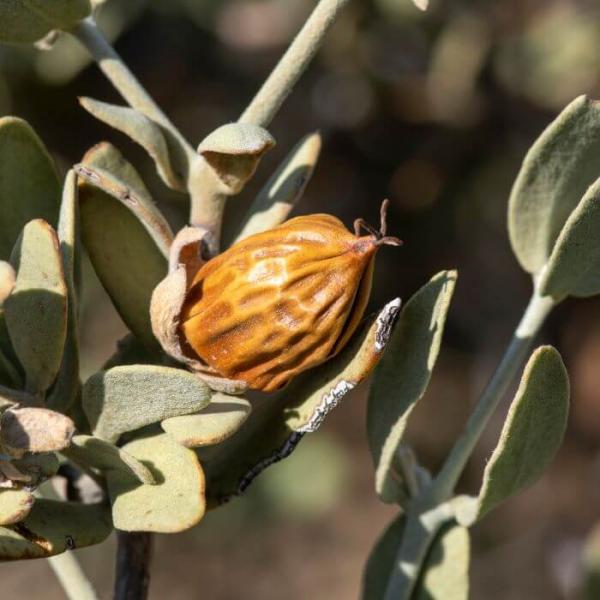 Aceite Esencial de Jojoba