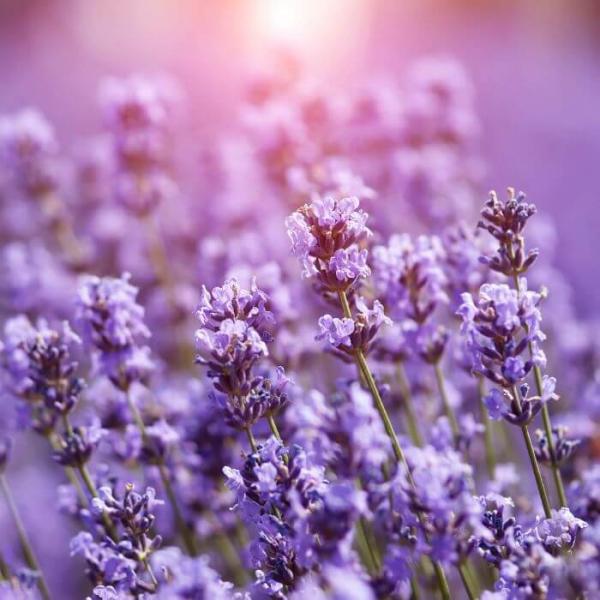 Aceite Esencial de Lavanda