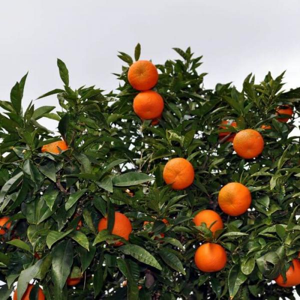 Aceite Esencial de Mandarina