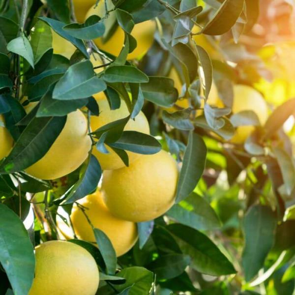 Aceite Esencial de Pomelo Blanco