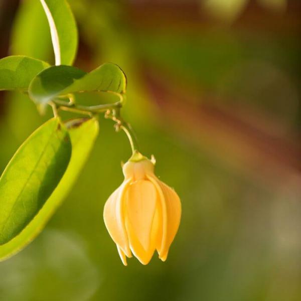 Aceite Esencial de Ylang Ylang