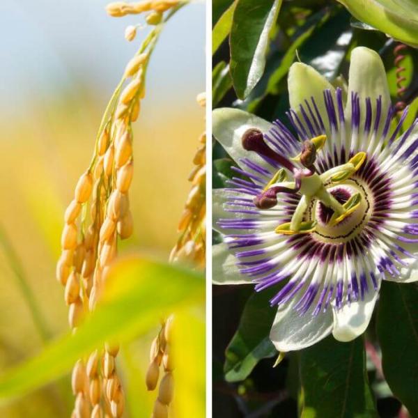 Peeling de Arroz y passiflora