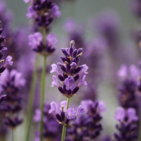 Parafina de manos y pies con Lavanda